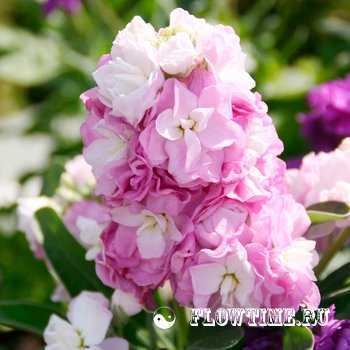 Левкой – удивительный цветок с богатой историей