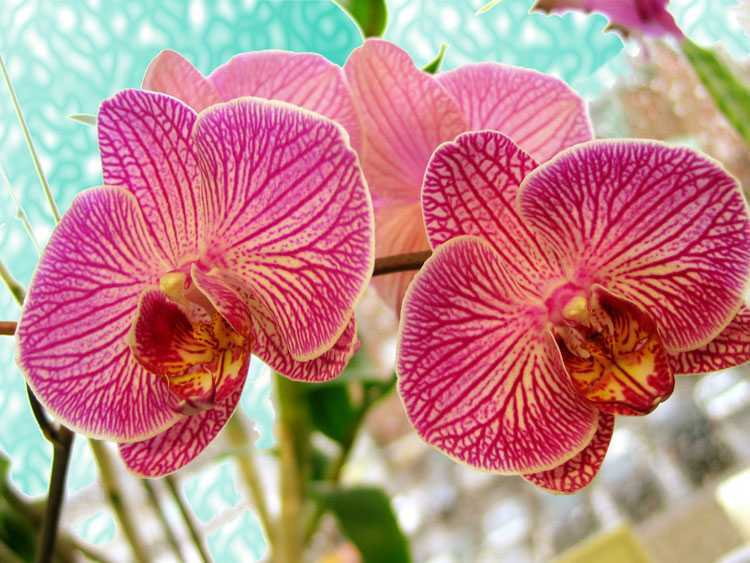 Орхидея фаленопсис – описание, уход в домашних условиях