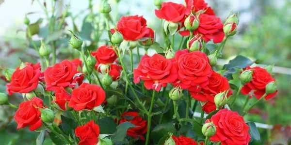 Маленькие розы (39 фото): особенности миниатюрных многоцветковых вечноцветущих роз, нюансы выращивания мини-роз из семян в открытом грунте. описание мелких роз «садовый аромат» и других сортов