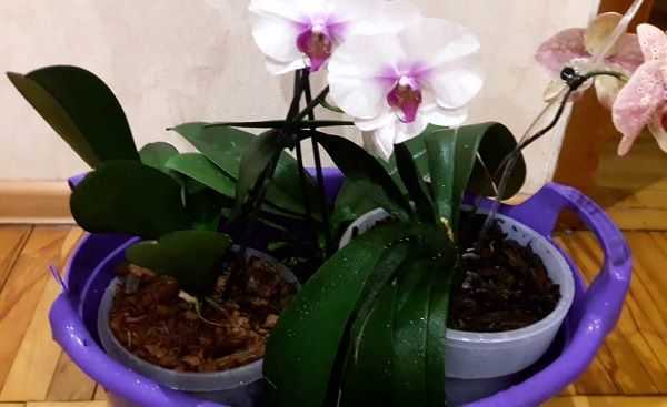 Пересадка орхидеи selo.guru — интернет портал о сельском хозяйстве