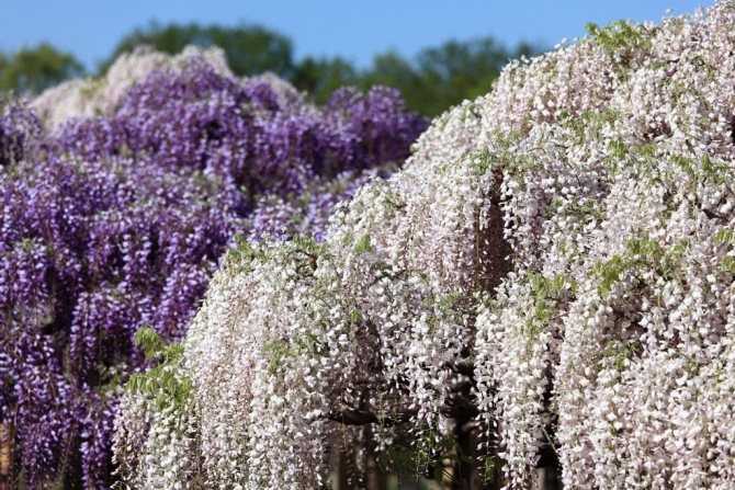 Цветок глициния: посадка и уход в открытом грунте, виды и сорта с фото