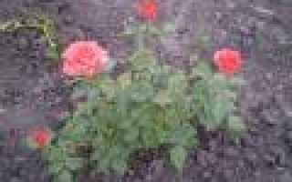 Выбор сортов миниатюрных роз, посадка и уход в открытом грунте