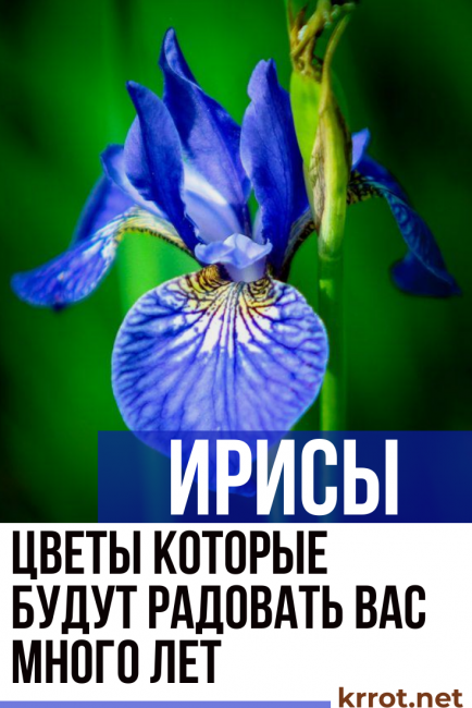 Цветок неомарика (шагающий ирис): фото, уход в домашних условиях
