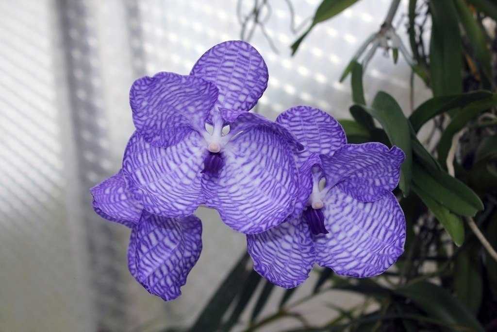 Орхидея ванда: описание, выращивание и уход в домашних условиях - rus-womens