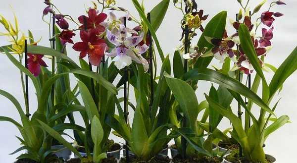 Орхидея камбрия – уход в домашних условиях. выращивание камбрии, пересадка и размножение. описание, виды. фото