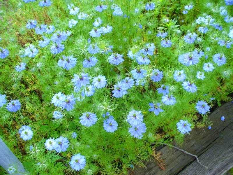 Дамасская нигелла (альбина) — цветок белого, голубого и синего цвета