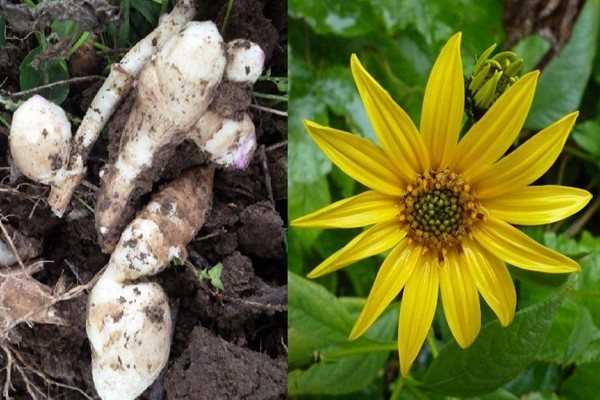 Топинамбур - выращивание, посадка, уход, подкормки. что посадить рядом, как хранить клубни, лечебные свойства