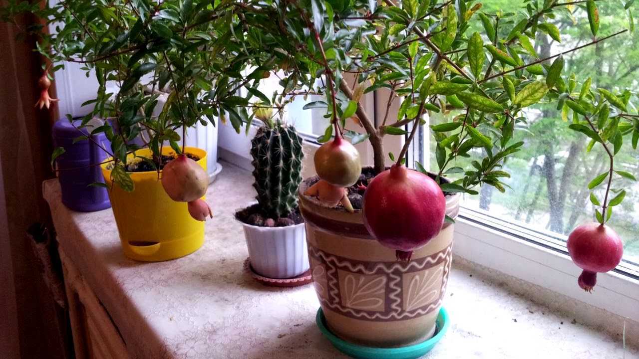 Гранат — выращивание в домашних условиях из косточки