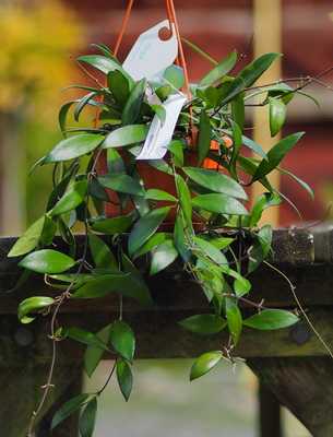 Цветок ахименес: посадка, выращивание и уход в домашних условиях с фото и описанием