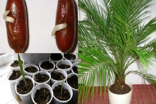 Почему у финиковой пальмы сохнут кончики листьев: причины и что делать