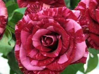 О двухцветных розах: описание и характеристики разновидностей и сортов