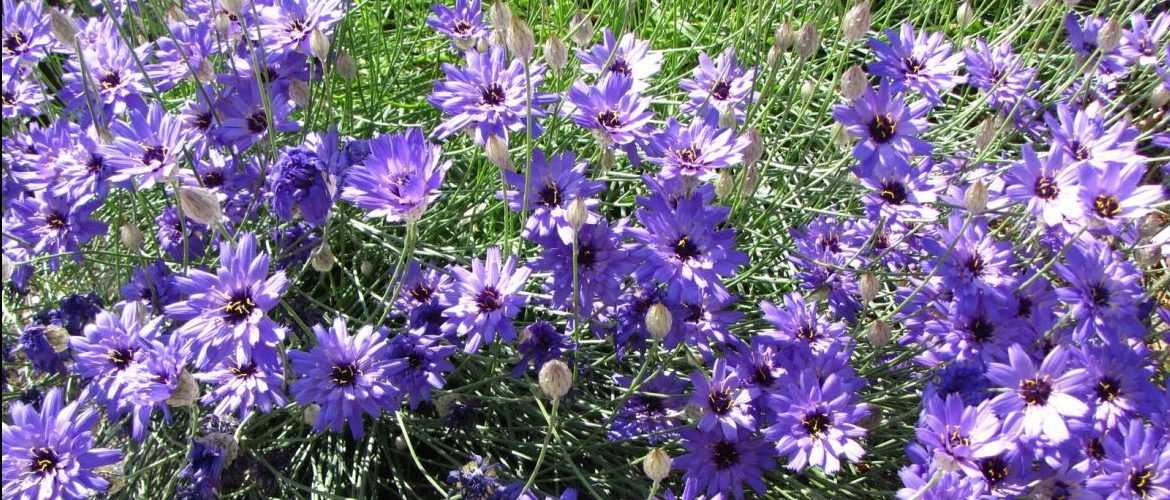 Цветок катананхе: размножение делением куста, выращивание из семян и где можно высаживать