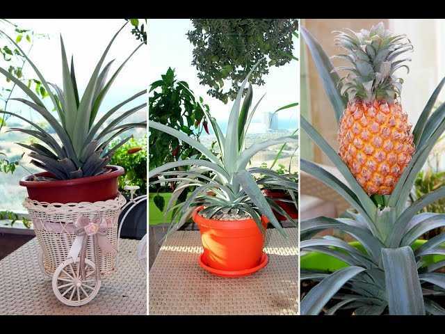 Как вырастить ананас в домашних условиях из верхушки: пошаговое описание процесса