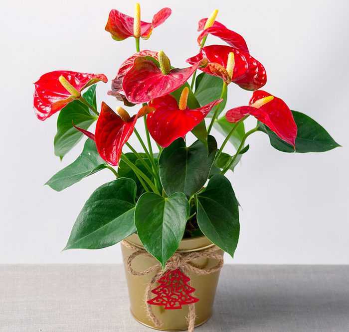 Южноамериканская красавица - цветок антуриум (с фото) - Проект "Цветочки" - для цветоводов начинающих и профессионалов