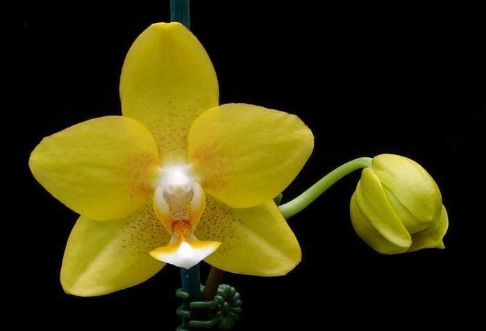Орхидея Дракула считается наиболее необычной из всех известных орхидей Также этот цветок еще именуют обезьяньей орхидей из-за необычной формы цветочков