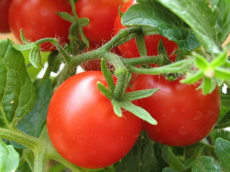 Как правильно вырастить рассаду помидоров в домашних условиях