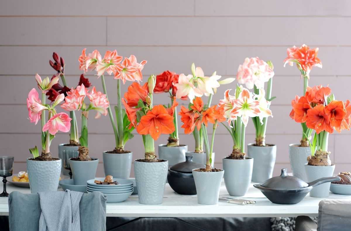 Цветок амариллис в домашних условиях - изящная красота - Проект "Цветочки" - для цветоводов начинающих и профессионалов