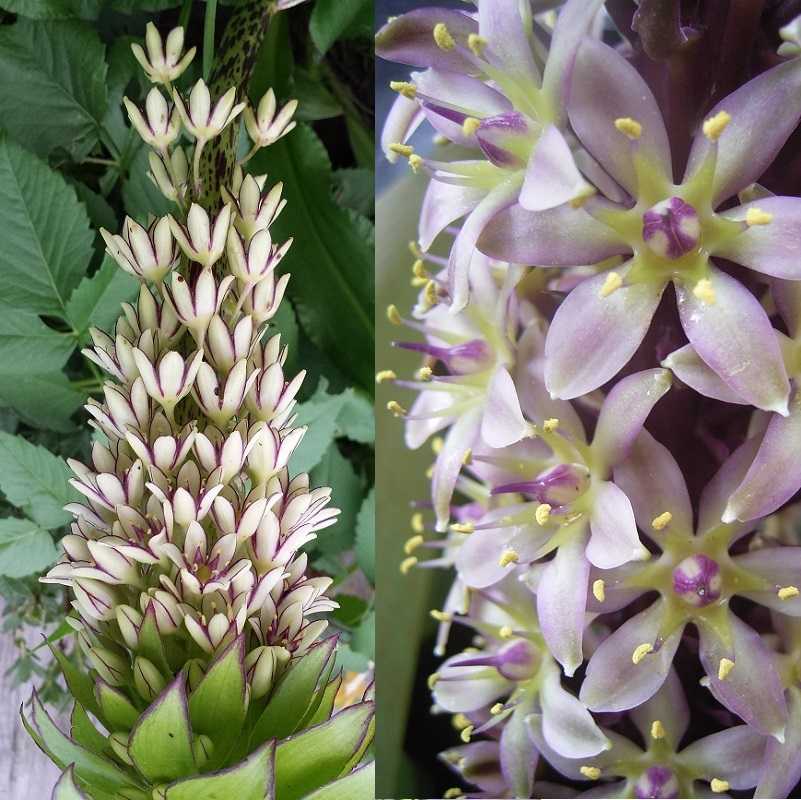 Эукомис: посадка и уход (фото): как вырастить ананасную пальму в своём саду? секреты правильной посадки и ухода за эукомисом
