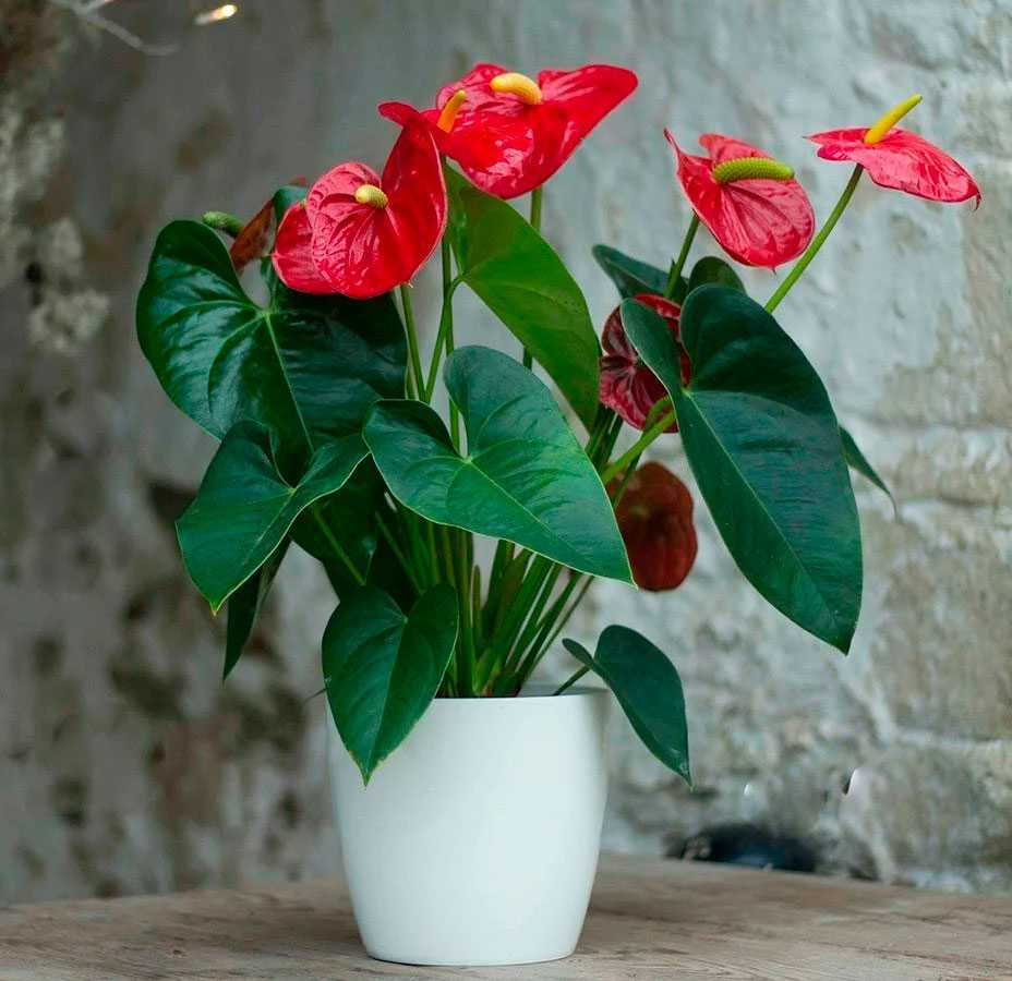 Южноамериканская красавица - цветок антуриум (с фото) - Проект "Цветочки" - для цветоводов начинающих и профессионалов
