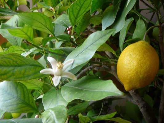 Как вырастить лимон из косточки в домашних условиях - всаду.ру