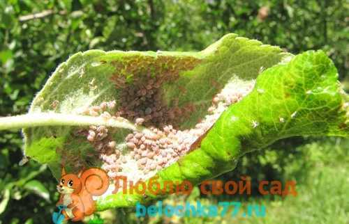 Болезни коры яблонь и их лечение, как избавиться от короеда, лишайника и других вредителей + фото