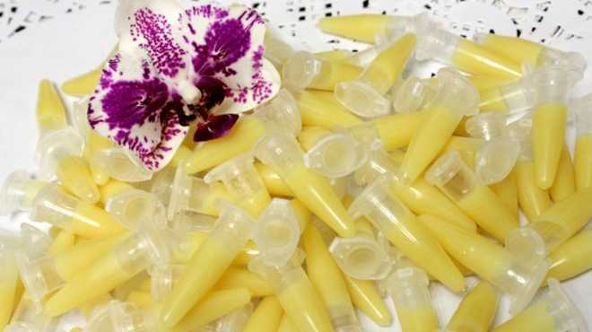 Цитокининовая паста для орхидей для размножения и цветения: инструкция применения, отзывы