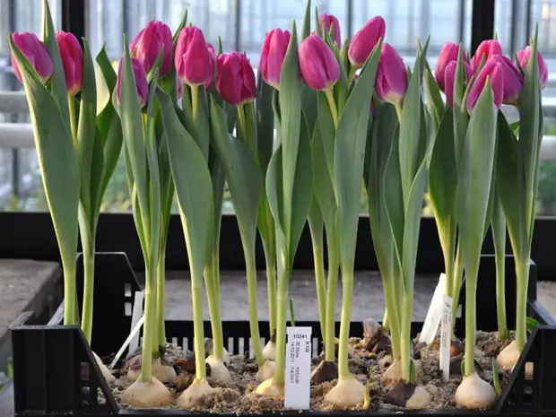 Как вырастить тюльпаны из семян?