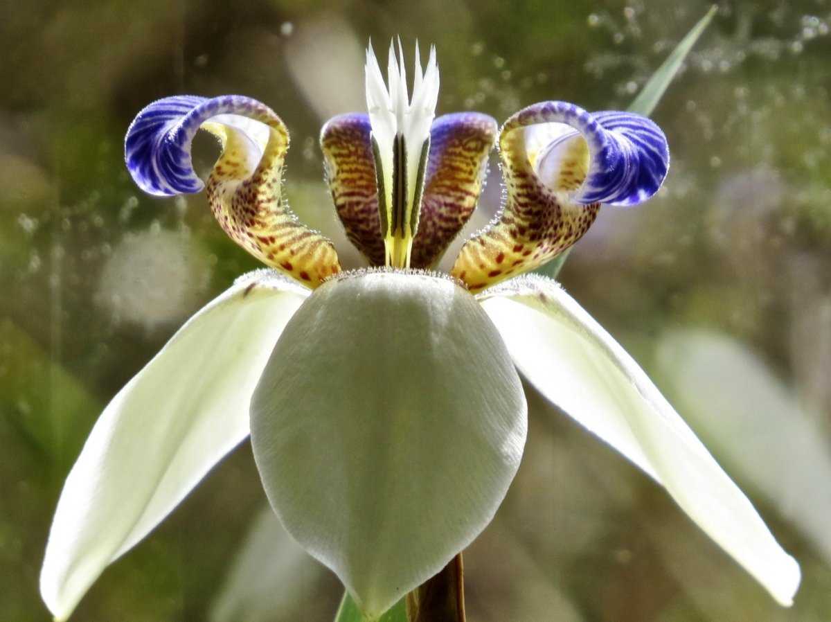 Неомарика - уход в домашних условиях,за растением фото цветка