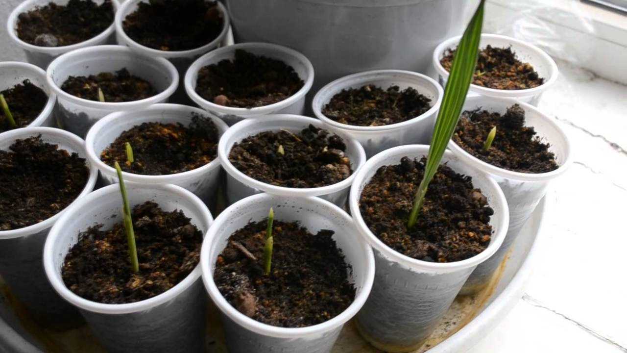 Финик из косточки. как посадить и вырастить растение дома?