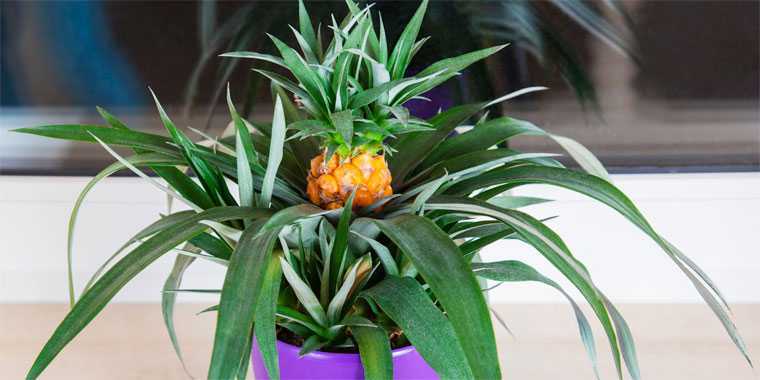 Как посадить ананас в домашних условиях - как обрезать, прорастить и посадить верхушку?