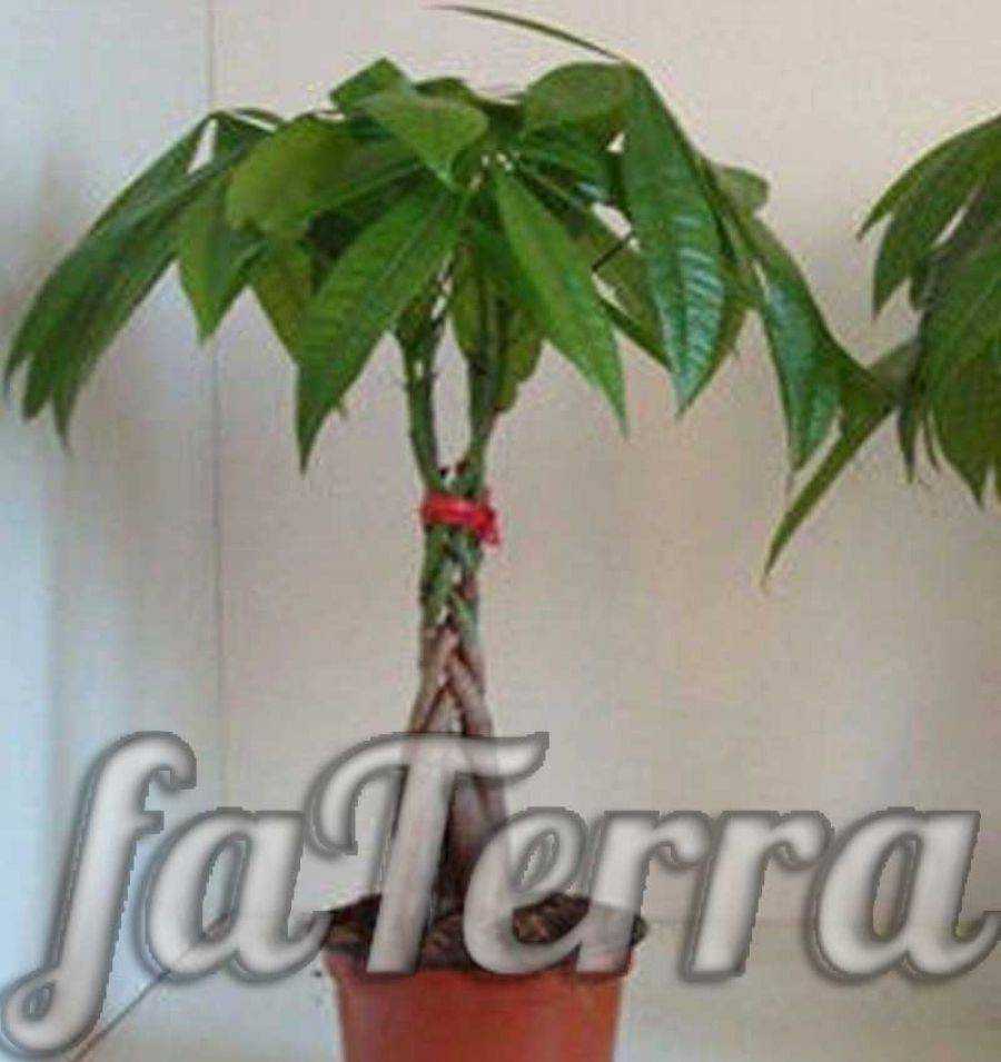 Растение пахира (Pachira), которое еще именуют орех-саба, или гвианский кашатн, является частью семейства Мальвовые Его родина — Мексика В переводе с латинского Pachira означает «толстушка»