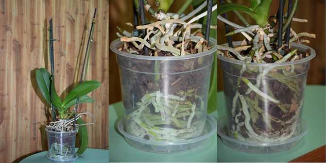 Пересадка орхидеи фаленопсис в домашних условиях пошагово: когда пересаживать растение, как это правильно сделать, и фото русский фермер