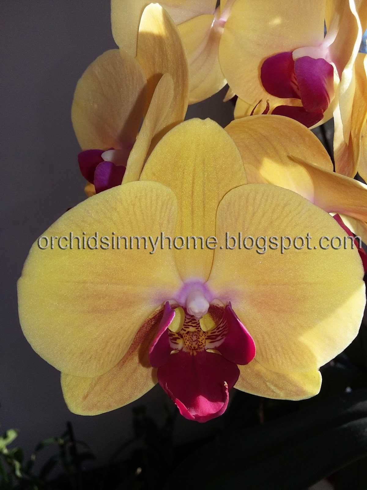 Необыкновенные крупноцветковые орхидеи: различные виды и сорта