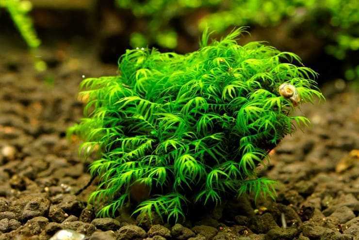 Растение яванский мох: содержание, почему не растет, удобрение