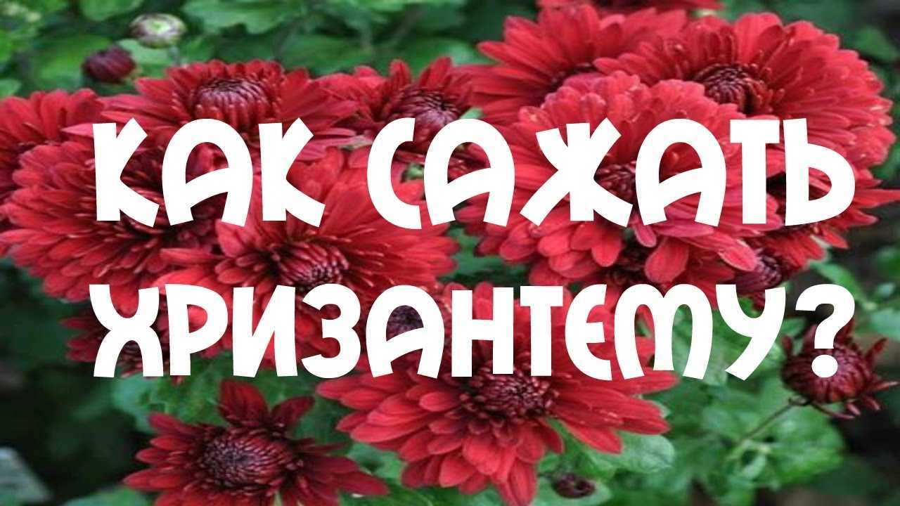 Как выращивать хризантемы из семян?