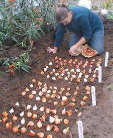 Обработка тюльпанов перед посадкой осенью: топ-10 средств и подготовка