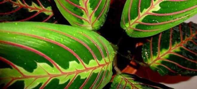 Маранта трехцветная молитвенное растение фото
