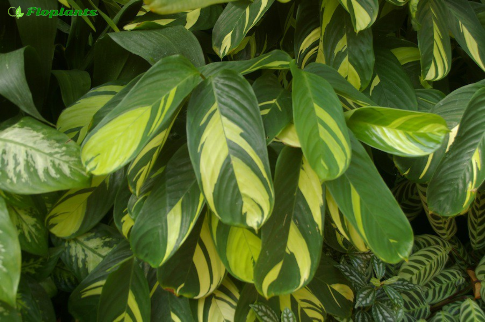 Ктенанта является вечнозеленым растением семейства марантовых Уход за ним в домашних условиях несложен Интересная особенность этого растения в том что с