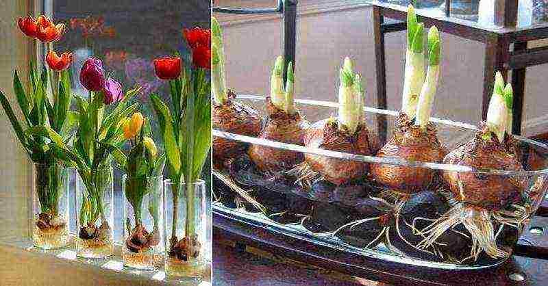 Выкопка и правильное хранение луковиц тюльпанов - Проект "Цветочки" - для цветоводов начинающих и профессионалов