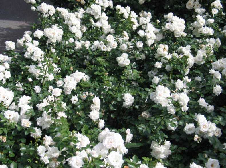 Плетистая роза «пьер де ронсар» (19 фото): описание сорта, особенности посадки и ухода, отзывы
