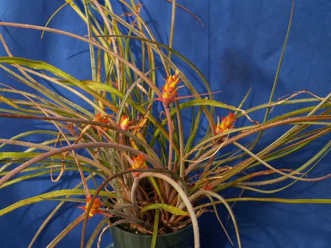 Травянистое растение акантостахис имеет достаточно большие размеры и относится к семейству бромелиевых Родом такое растение из субтропических и тропических лесов Южной Америки