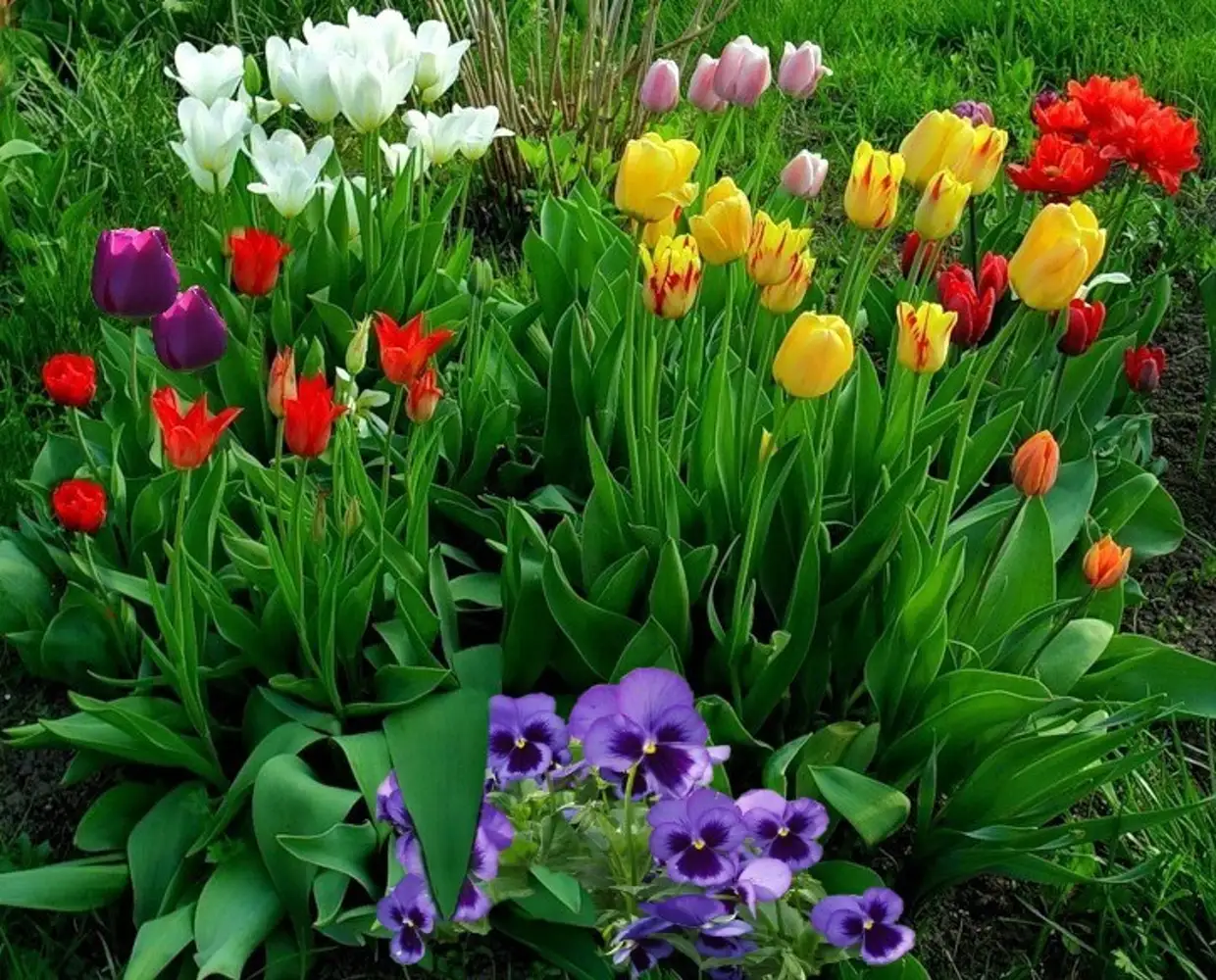 Фото весенних цветов в саду. Крокус, тюльпан, гиацинт, Нарцисс, рябчик. Тюльпаны с многолетниками. Миксбордер тюльпаны крокусы нарциссы. Гиацинт Крокус ,рябчик.