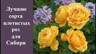 Двухцветные розы: что это значит, фото и описание сортов из разных страндача эксперт