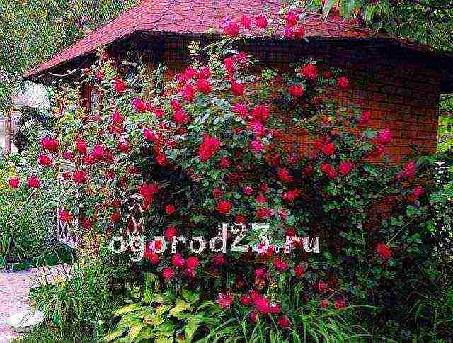Можно ли посадить садовую розу в горшок дома. условия домашнего выращивания роз