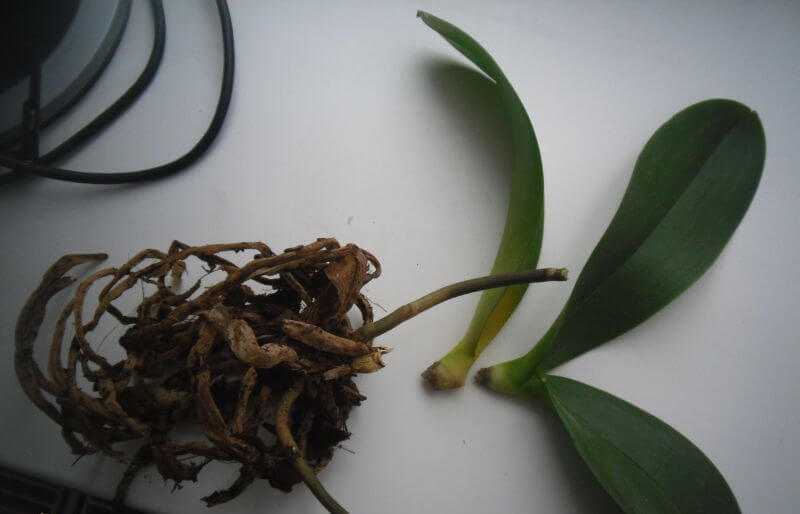 Как реанимировать орхидею – способы оживления, если цветок сгнил, засох или остался без корней и листев, как правильно спасти детку в домашних условиях