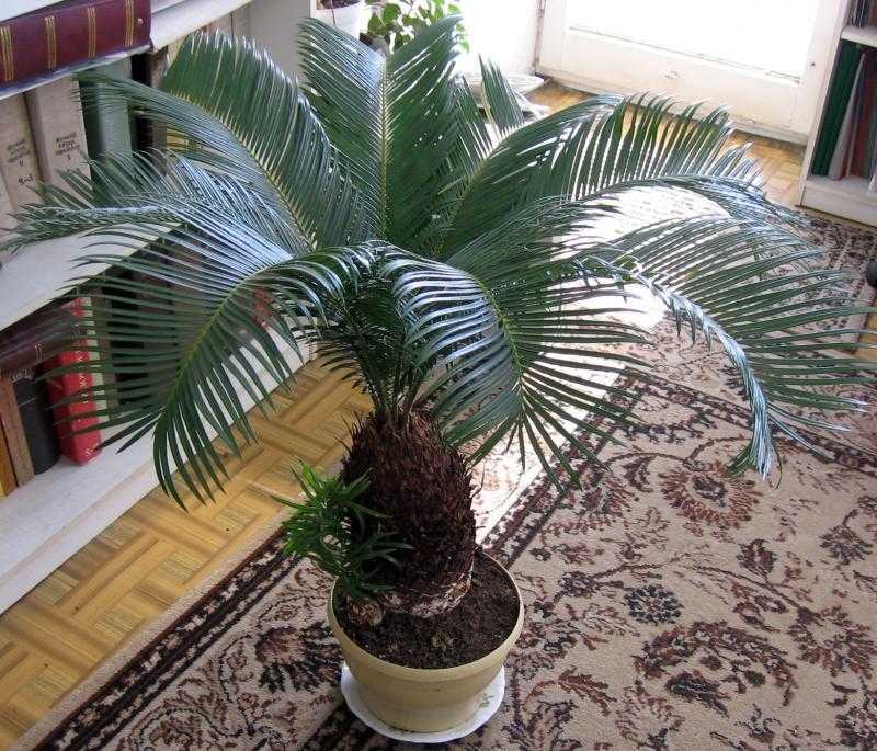 Пальма цикас (саговник): уход в домашних условиях, фото, размножение