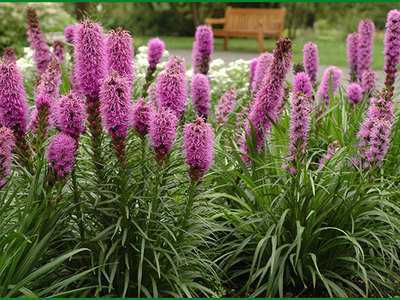 Цветы лиатрис: фото, посадка и уход, выращивание и размножение цветка лиатрис