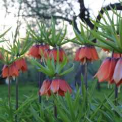 Цветок рябчик императорский: фото растения, выращивание, посадка луковиц и уход за императорским рябчиком