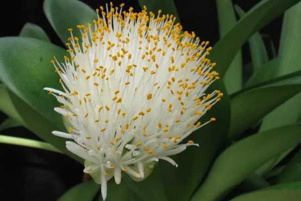 Об уходе за гемантусом белоцветковым в домашних условиях: что делать, не цветет