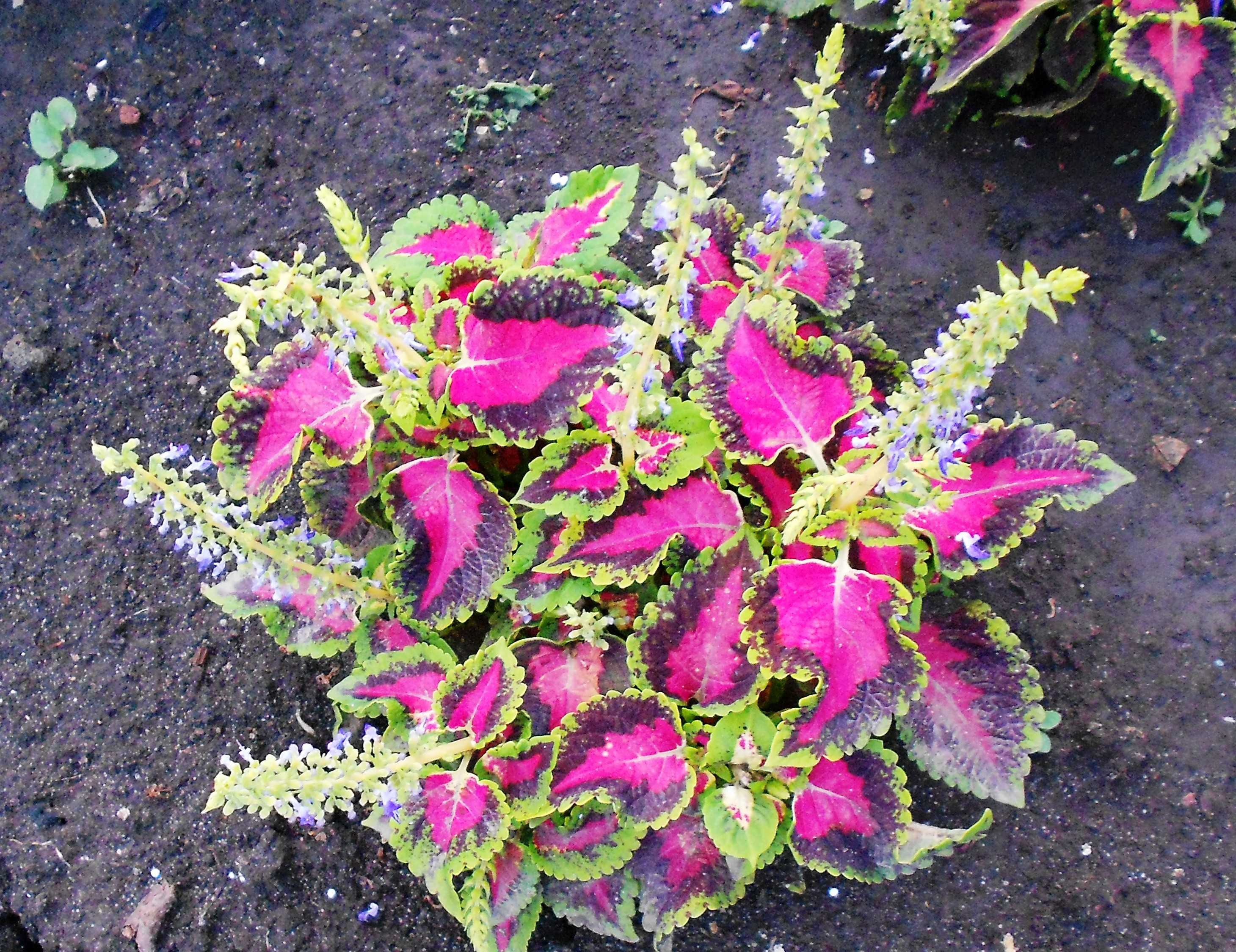 Цветок колеус: уход в домашних условиях, фото, выращивание в саду из семян